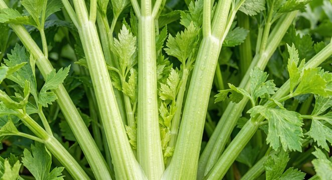 Close-up view of fresh green celery stalks growing in a garden, featuring ribbed stems and vibrant serrated leaves arranged in a natural radial pattern