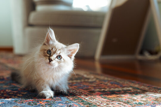 Curious blue-eyed kitten resting on patterned rug in cozy living