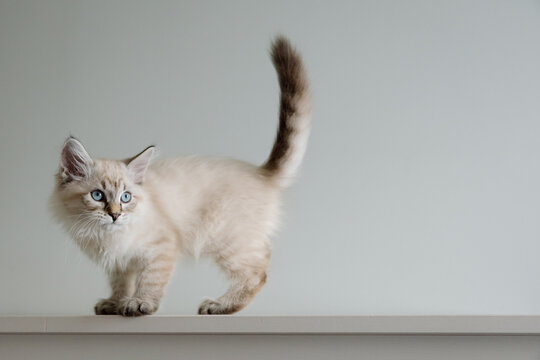 Fluffy blue-eyed kitten walking on shelf, curious and playful