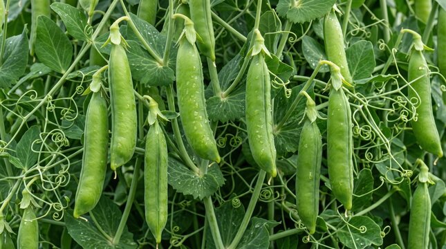 Close-up view of fresh green pea pods growing on a vine, featuring vibrant foliage, curling tendrils, and textured vegetable skins in a lush garden setting