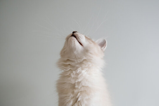 Fluffy white kitten looking up with whiskers and soft fur