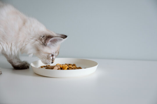 Kitten eating dry and wet food from white bowl on table
