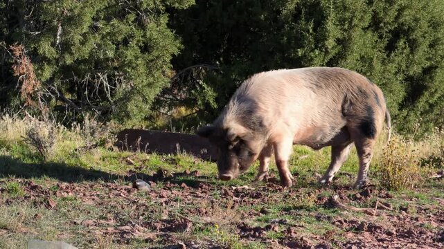 Idaho Pasture Pig, characterized by its ability to forage on pasture.