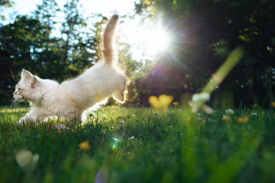 Playful kitten stretching in sunlit grass with wildflowers