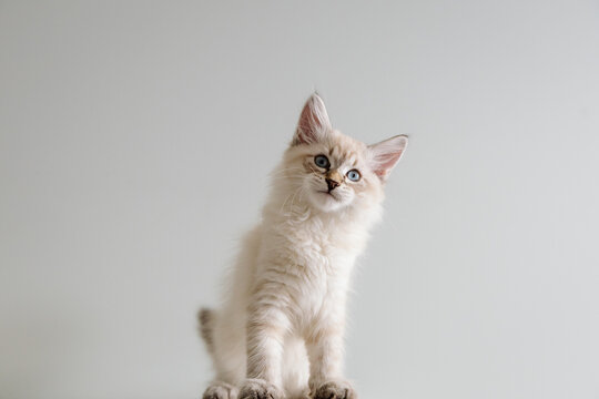 Fluffy blue-eyed kitten looking curious on neutral background