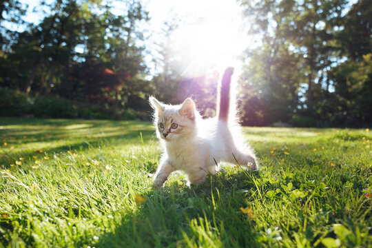 Fluffy kitten playing in sunlit grass in a peaceful park