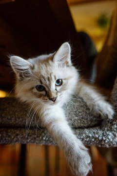 Curious fluffy kitten with blue eyes reaching out in soft light