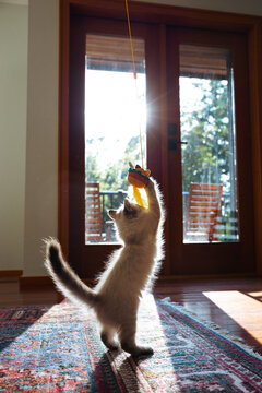 Candid kitten playing with toy in sunlit living room