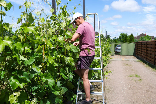 A man works in his vineyard with grapes.