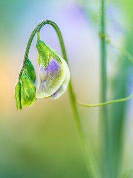 Sweet Pea Blossom Bud Hangs Low on a Green Stem in a garden