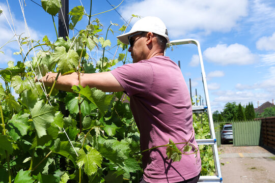 A man works in his vineyard with grapes.