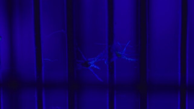 Dead mosquito caught on electric bug zapper grid, highlighting mosquito control, household hygiene and disease prevention