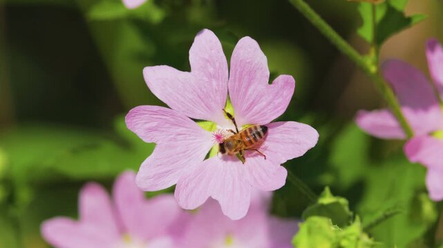 4k, a bee (Anthophila) feeding on nectar from a musk mallow (Malva moschata) flower.