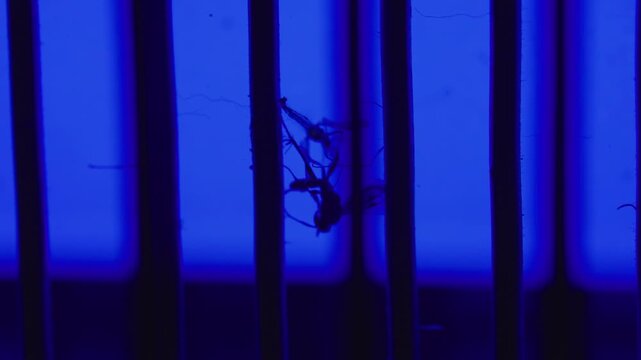 Dead mosquito inside ultraviolet bug zapper, representing effective insect control, household sanitation and pest prevention