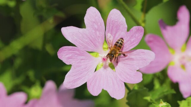 4k, a bee (Anthophila) feeding on nectar from a musk mallow (Malva moschata) flower.