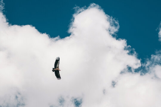 Large raptor bird Griffon Vulture soaring high against dramatic blue sky with clouds. Wildlife concept.