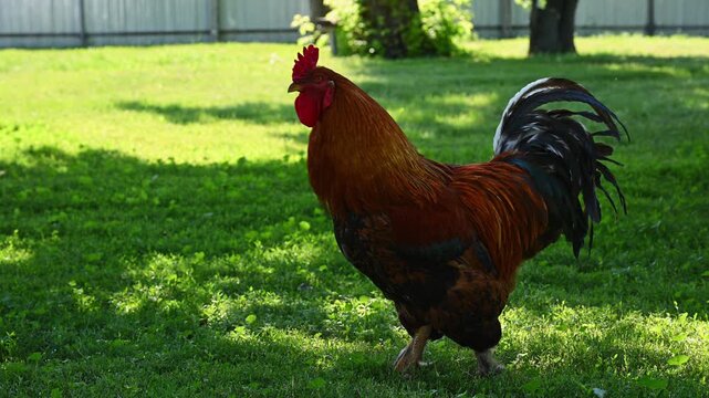 Crowing Rooster Gallus gallus domesticus Standing on Green Grass Full Body 4K 60fps