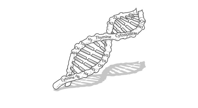 Educational DNA Double Helix Structure Illustration