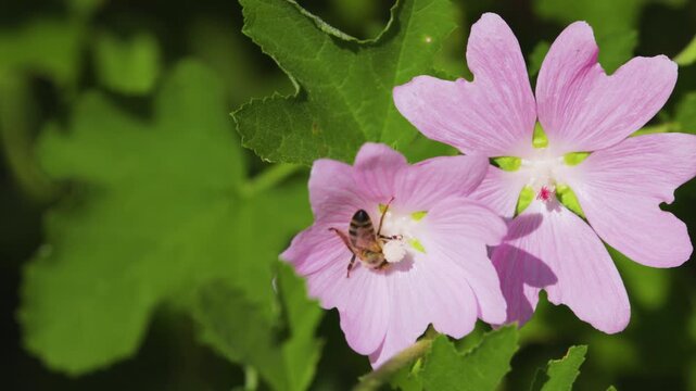 4k, a bee (Anthophila) feeding on nectar from a musk mallow (Malva moschata) flower.