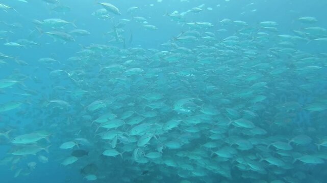 A breathtaking marine spectacle unfolds as a massive school of countless silver fish glides gracefully through the tranquil, deep blue ocean.