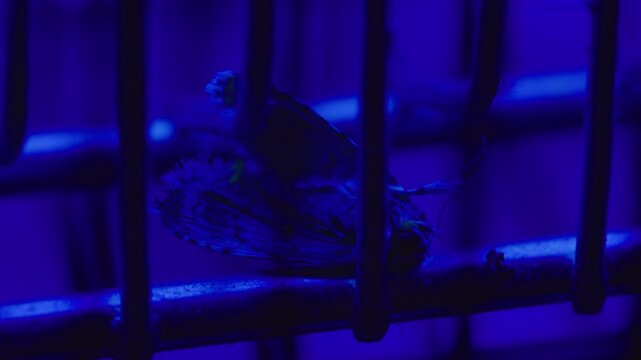 Electric mosquito trap with dead insect under ultraviolet light, illustrating pest control, household hygiene and insect management