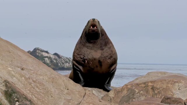 A majestic sea lion lets out a powerful roar while perched on sunlit rocks by the vast ocean. Its colossal form dominates the coastal landscape, a wild echo of marine life under a clear sky.