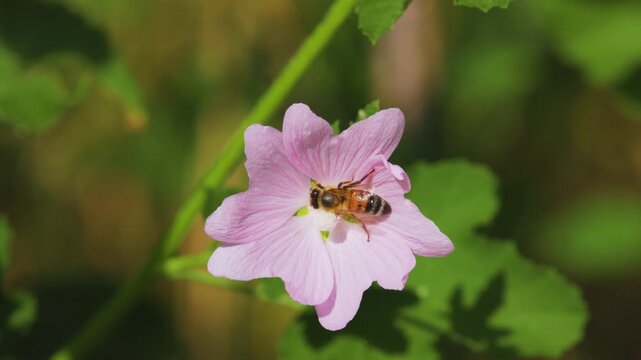 4k, a bee (Anthophila) feeding on nectar from a musk mallow (Malva moschata) flower.