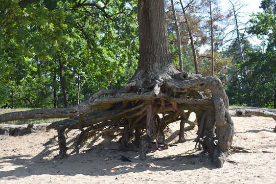 A pine tree with exposed roots in the air. The result of denudation of the sandy surface.