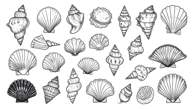 Two Contrasting Scallop Shells: Line Art and Textured Black and White Illustrations