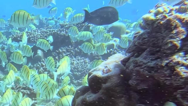 Witness a magnificent school of striped tuna fish performing an aquatic ballet over a thriving coral reef.