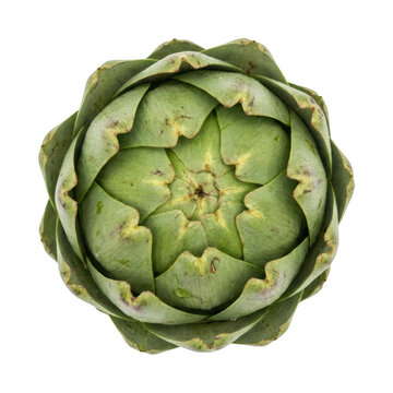 Fresh artichoke png Green artichoke cutout Whole artichoke png Organic artichoke cutout Raw isolated transparent background image