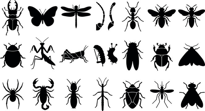 Insect and arachnid wildlife species collection