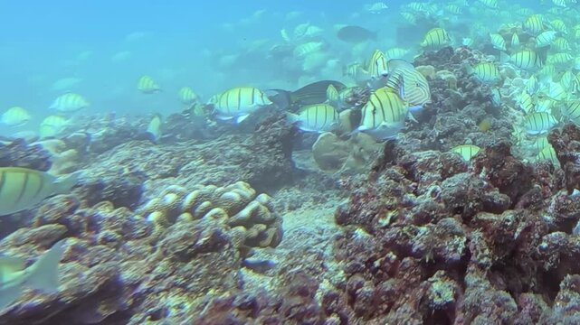 Shimmering schools of striped tuna fish elegantly navigate the sunlit depths.