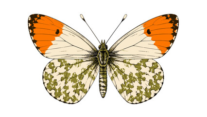 Detailed orange and white butterfly with patterned wings © Artstock
