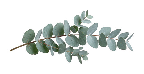 Fresh eucalyptus png silver dollar eucalyptus cutout green eucalyptus leaf png natural eucalyptus isolated transparent background image © Tahia