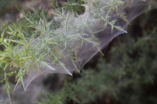Webs made by gorse spider mites cover a common gorse bush