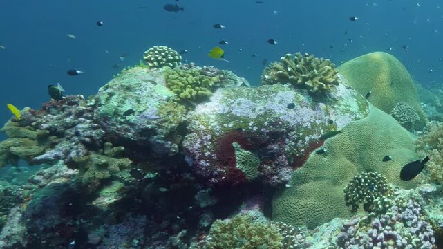 Small tropical fish swim through clear blue water around colorful coral structures under bright afternoon sunlight in a remote Pacific sanctuary.
