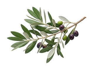 Fresh olive branch png isolated transparent background © Tahia
