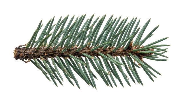 Fresh pine branch png Green spruce sprig cutout Natural fir branch png Detailed needle branch isolated transparent background image