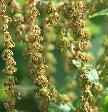 Rumex (dock) wild plant blooming in a meadow