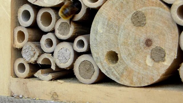 Solitary bee hotel and wooden insect house macro video
