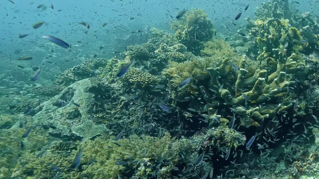 Sunlight filters through deep ocean water during afternoon as schools of colorful fish dance among intricate and sprawling coral structures of Great Barrier Reef in peaceful underwater world