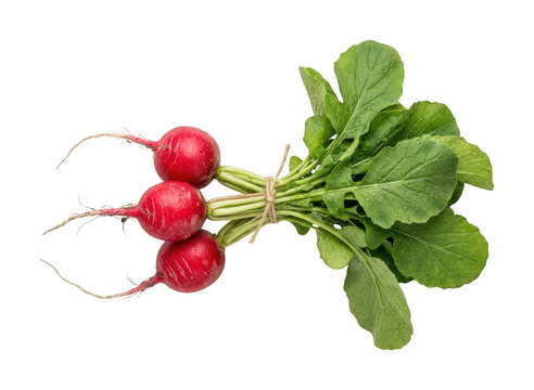 Fresh red radish cutout Bunched organic radish png Healthy harvested radish cutout Vibrant garden isolated transparent background image