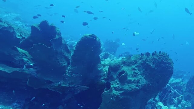 Colorful fish glide past giant sponges in the sunlit Pacific, creating a peaceful, rhythmic dance within this hidden underwater sanctuary.