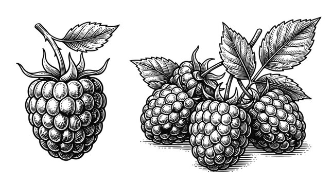 Vintage style engraving illustration of fresh purple raspberries with green leaves for food and nature design projects