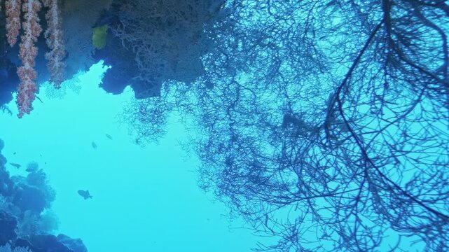 Sunlight pierces crystal Red Sea currents, highlighting the delicate, intricate patterns of Gorgonian corals swaying in the peaceful midday blue.