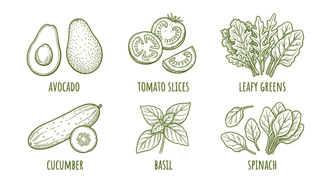 Hand drawn set of healthy vegetables and herbs including avocado tomato cucumber basil spinach and fresh leafy greens