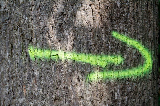 Ein Pfeil auf einem Baum
