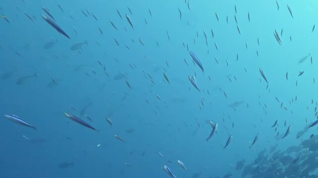 Dazzling silver fish dart through deep blue Pacific waters, performing a mesmerizing dance amidst the vast, silent beauty of remote tropical coral reefs under the midday sun.