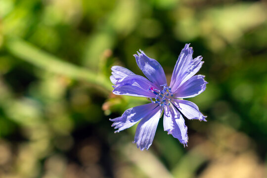 Close up of a chicory flower